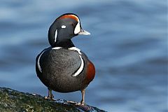 Harlequin Duck